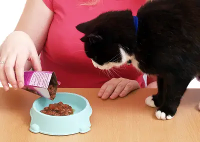 Pet Feeding