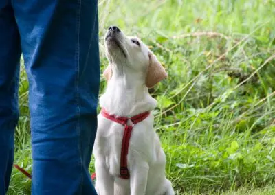 Cat & Dog Training