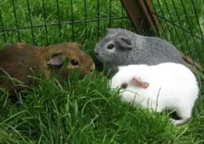 Small Animals