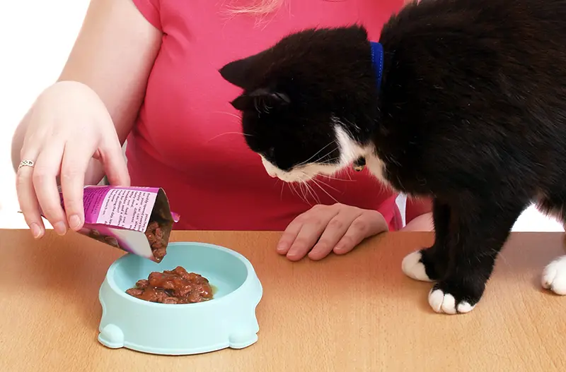 Pet Feeding Services Surrey