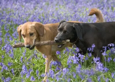 Dog Walking